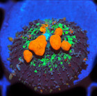 Corals of Eden ~ NON WYSIWYG Live Coral Frag ~Sunkist Bounce Mushroom Coral .5'' — photo 1