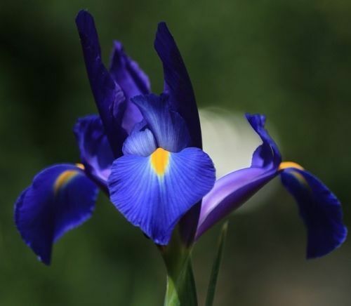 Blaue Iris Blumenzwiebeln winterharte Blumen für den Garten mehrjährige Pflanzen
