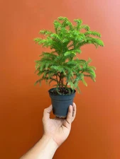 Norfolk Island Pine - Live Home and Office Decor Christmas Tree in 4" Pot