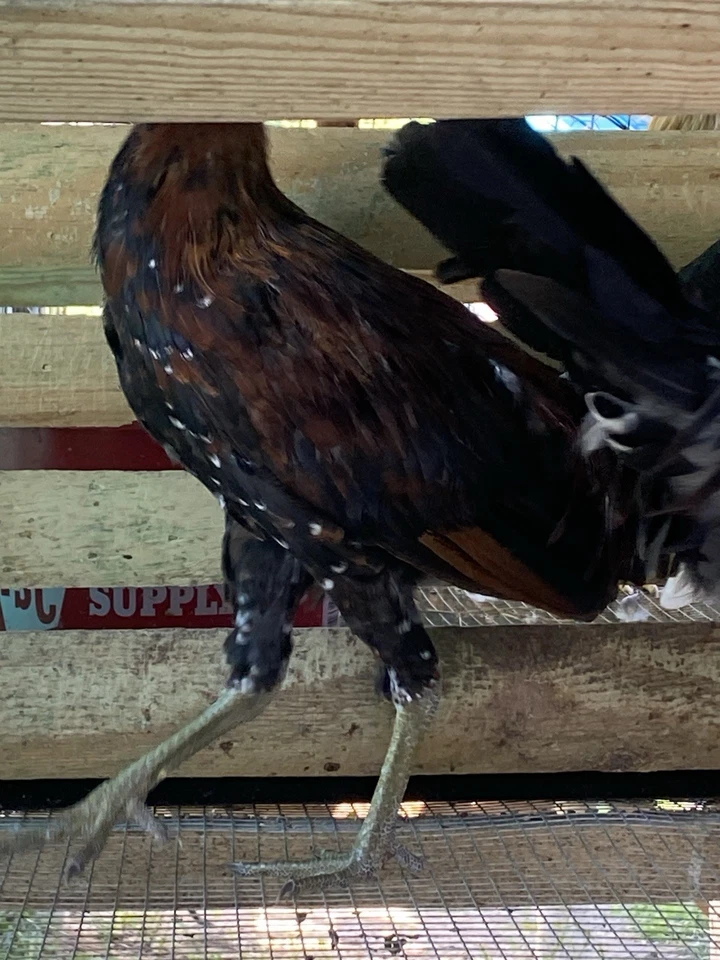 Pure Spangled Bates Hatch 7 Month Old Stag - Image 3 of 4