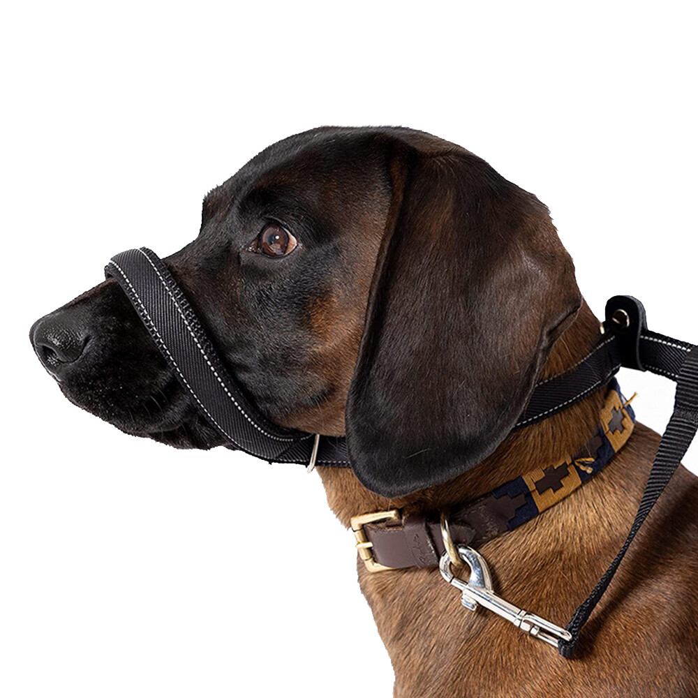 Active Pets Hundeleine 1,8 M – Mit Gepolstertem Neopren-Griff & Stabilem Karabiner, Für Große & Kleine Hunde