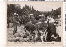 _ ORIG 1952 James Stewart, Jay C Flippen, Rock Hudson - film Bend of the River -