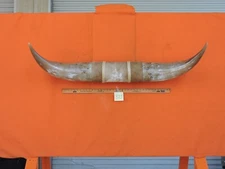 MOUNTED STEER HORNS 4' 3" tip to tip 21" bases #875 COW BULL HORN LONGHORN