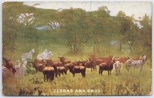 1909 Roosevelt Expedition Africa Zebras Gnus Athi Plains Postcard 1910 PM