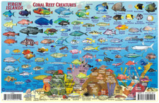 Franko Maps Fish ID Card Dive Map - Virgin Islands