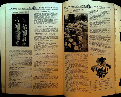 JT Lovett Katalog 1913 Little Silver NJ Pflanzen Bäume Erdbeeren Sträucher - Bild 4 von 5