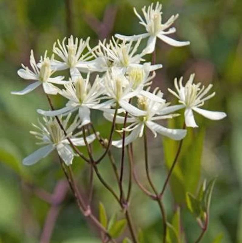 Staudenclematis Purpurea - Clematis recta - Bild 1 von 1