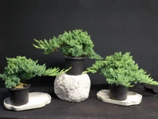  3  Japanese Dwarf Juniper Pre  Bonsai trees
