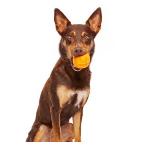 Nuovo Bark Box Super Chewer “Jacks Punkball” cane giocattolo zucca Halloween taglia media - Foto 14 di 14