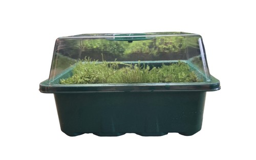 Live Moss in Propagation Box - Terrariums, Bonsais, Mossariums - 14cm x 18cm - Picture 7 of 20