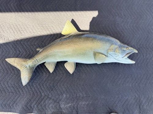 Salmon Fish REAL TEETH Taxidermy Wall Mount 34”