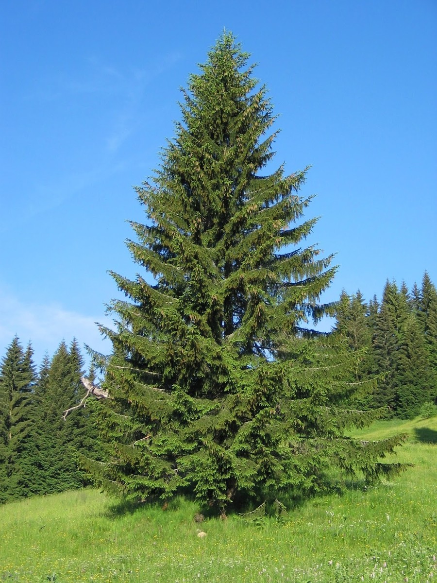 TreesAgain Potted Norway Spruce Tree - Picea abies - 11 - 20+