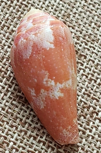 Conus Pertusus  Elodieallaryae 35.4mm  A Beauty ⭐