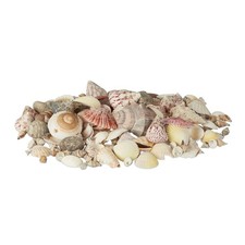 Muschel set Bunte Muscheln bunt 1 kg Muschel Deko Set Bunte Meeresschnecken
