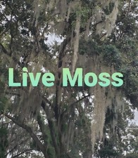 Live Spanish Moss, Tillandsia usneoides Bromeliad Air Plant 1 Gallon Bag
