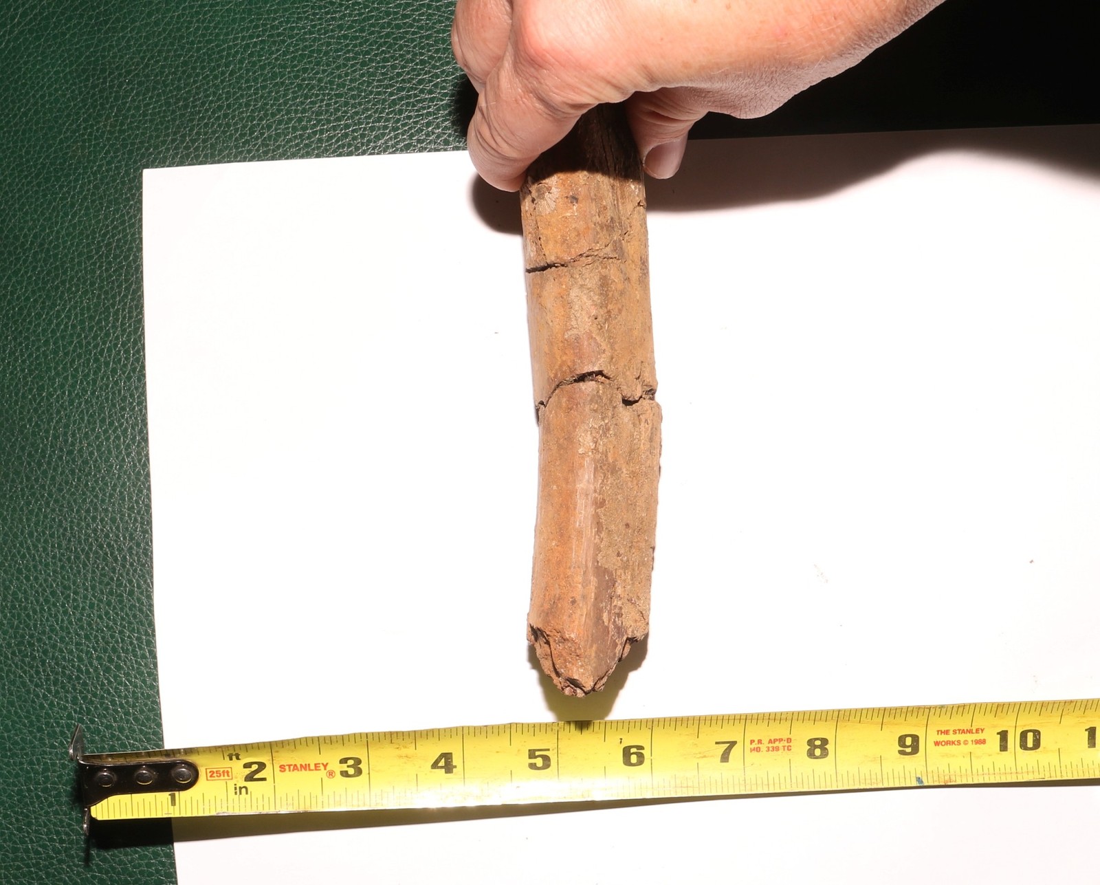 GORGEOUS Triceratops Rib PIece Dinosaur Fossil - Hell Creek Formation Cretaceous