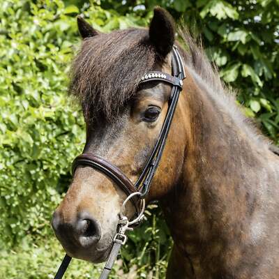 Pegasus  Felsenhof Snaffle Bridle designed for riding Icelandic horses
