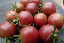 Black Cherry - deep purple cherry tomato with robust flavor