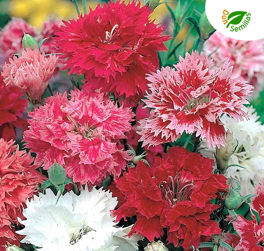 Clavel Chino Doble ( Dianthus chinensis ) 1.000 semillas - seeds