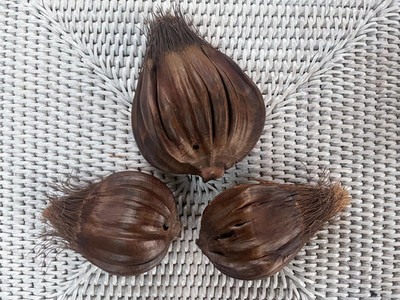 3x Saki natürliche getrocknete Samen Pod, botanisches Blumendekor Design