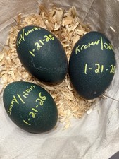 Emu Fertile Hatching Eggs Chance For White Blonde Or Standard Lot Of 3 Eggs