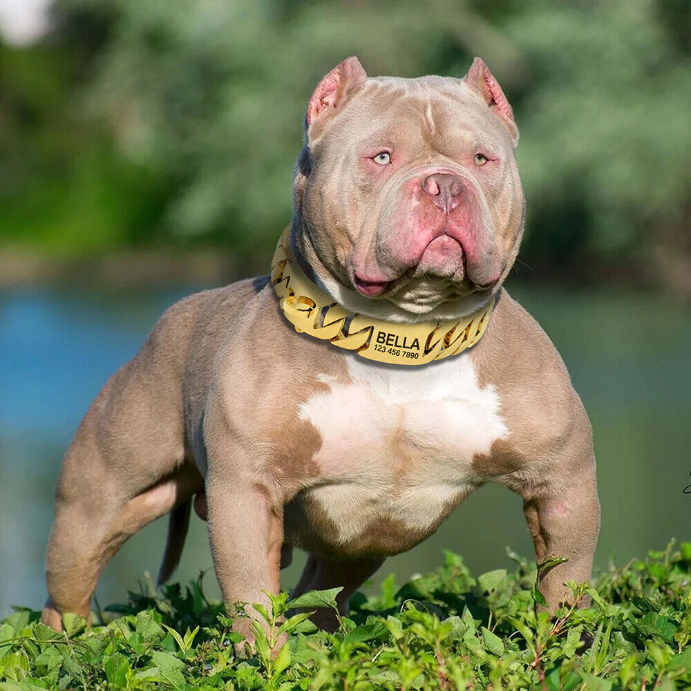 Literatura Todos Quinto Personalized Dog Choke Chain Collar Heavy Duty Cuban Link Thick Steel  Pitbull | eBay
