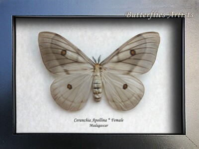 標本 Ceranchia apollina1 pair 104mm 108mm Giant Ghostly Silk Moth Ceranchia Apollina FAMALE Framed