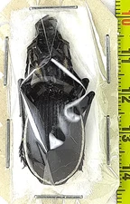 Carabidae, Anthia (Anthia) circumscripta female A1, C. Namibia