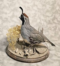 Last Table Top! Stunning Gambels Quail  grouse pheasant taxidermy bird art