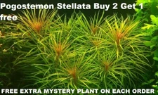 Buy 2 Get 1 free Eusteralis stellata Pogostemon Live Aquarium Plant  Freshwater 