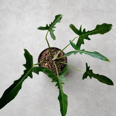 Philodendron Longilobatum Narrow Live Plant Rare Tropical Aroid Grow in pot