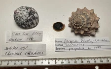 Trochus and Tectarius shells.  two top snails. 45mm and 39mm