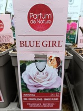 Lilac Hybrid Tea Rose 'Blue Girl' | Fragrant Garden Rose | 2L Pot | Scented Rose