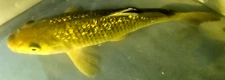10" GIN RIN CHAGOI "Gold Dust" Live Koi Fish for Pond, EFP, FREE SHIPPING