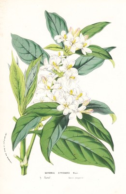 Gardenia Citriodora Gardenie Africa flowers Blume botany botanical Litho Houtte