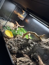 Full Black 4x2x2 Reptile Set Up, Vivarium, Enclosure 
