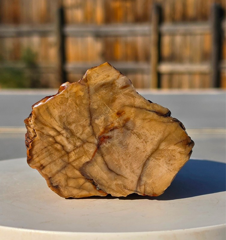 Arizona Rainbow Petrified Wood, .99 Lbs, Beautiful Jasperized Polished Display!