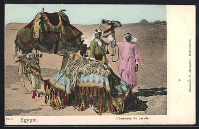 Chameaux de parade, Ansichtskarte 1904 