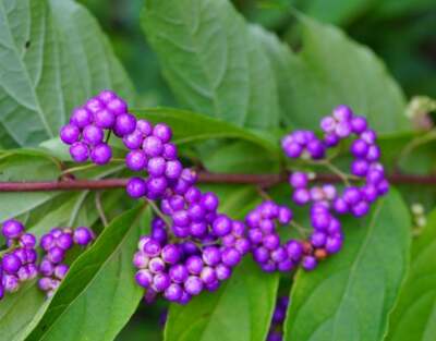 Bonsai Beauty Berry Tree Seeds - Callicarpa Americana - 20 Seeds - Non-GMO  Seeds | eBay