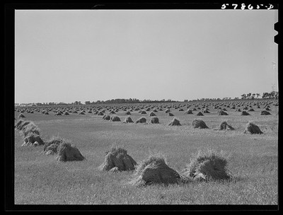 Photo:Red River Valley North Dakota 1941 Wheat Stacks Ready to Thresh