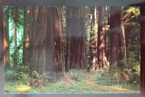 Avenue of the Giants, Pepperwood Flat, Humboldt Cty, CA - Mid 1900s, Rough Edges