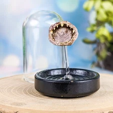 Humboldt Squid sucker Glass Dome Display Taxidermy Oddities Curiosities specime