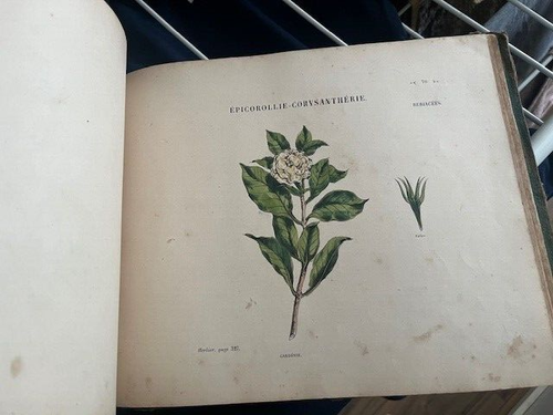 Antique Atlas L'Herbier Des Demoiselles Plants Hand Drawn Amazing Book 1850 HC - Foto 4 di 12