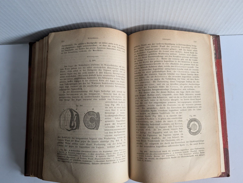 1874 German Anatomy Text - Grundriss der Vergleichenden Anatomie Carl Gegenbaus - Picture 18 of 21