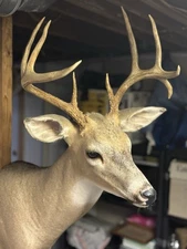 Rare New Jersey 9 point drop tine