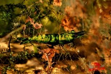 NEW 10 2 Green Venom Shrimp Freshwater Neocaridina Aquarium 100 Live Guarantee