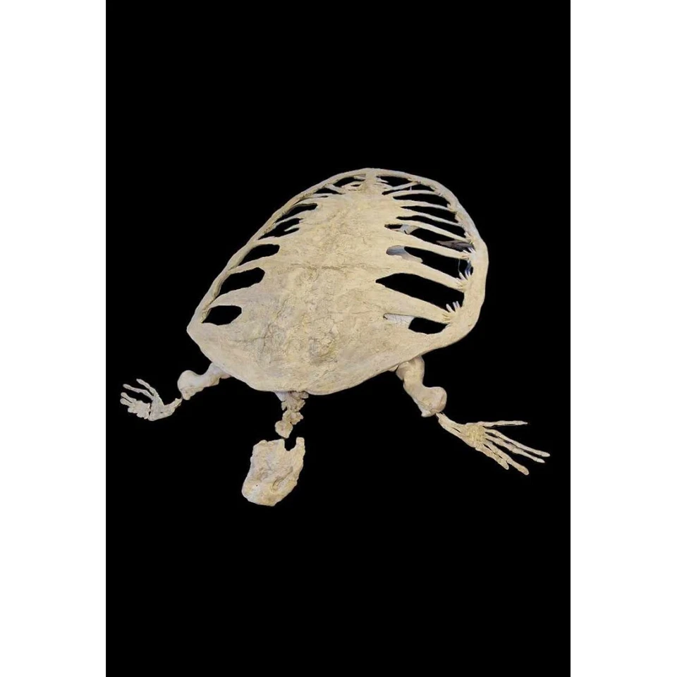 Reptil fossils Alienochelys selloumi sea turtle shell and skeleton from morocco - Image 2 of 3