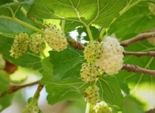White Mulberry (Morus alba), 50 seeds