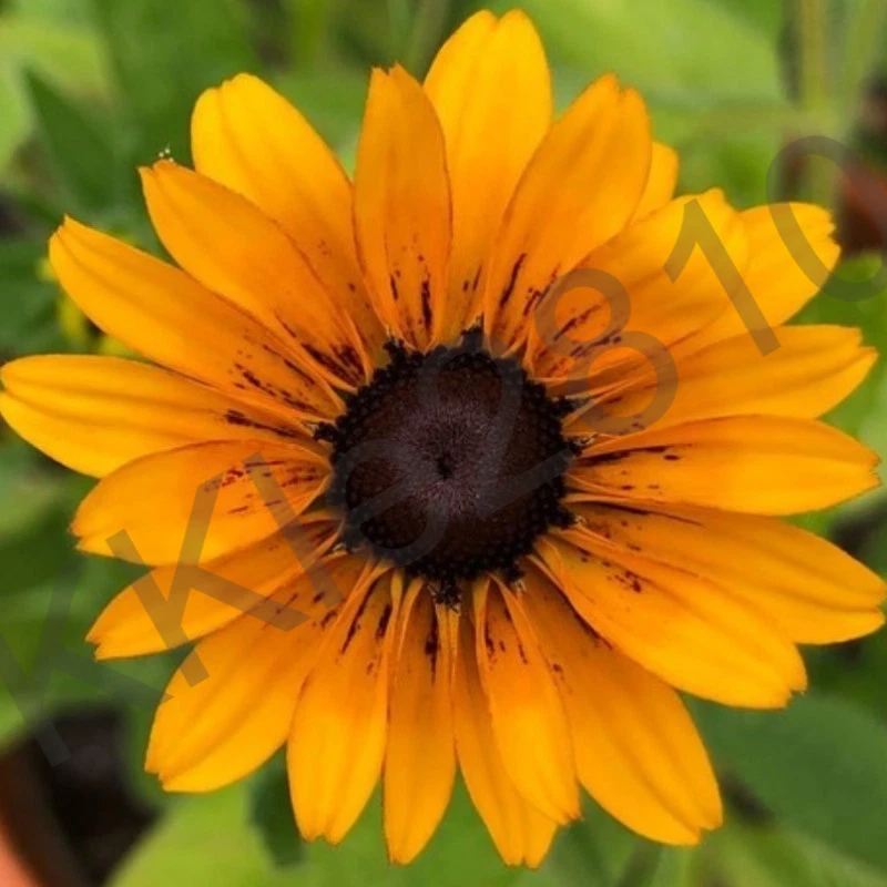 Black Eyed Susan - Dwarf Marmelade Live Perennial Flowers Native Plant ? Plug - Image 2 of 4