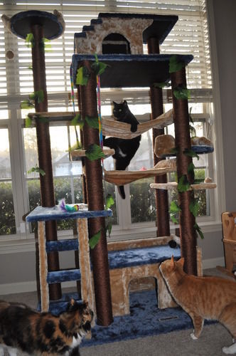 amazon cat tree kitty mansions